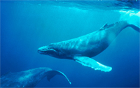 humpback whale.