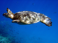 green sea turtle.