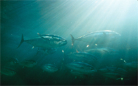 Atlantic bluefin tuna (Thunnus thynnus) cruise through the sanctuary during their annual migrations up the eastern seaboard.
