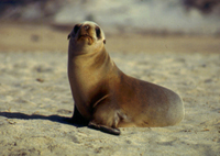 California Sea Lion pup.
