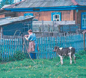 Photo: An employee responsible for milking tends to cow on a farm in Siberia.