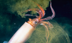 Squid Attack Sub