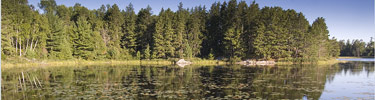 Forested shoreline