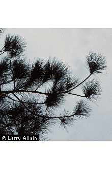 Photo of Pinus elliottii Engelm.