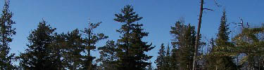 Evergreen tree tops with a bright blue sky background