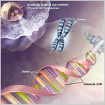 El ADN, los cromosomas y los genes