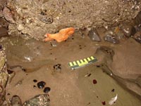 Photo of tarballs and starfish on Muir Beach, Nov. 10, 2007.