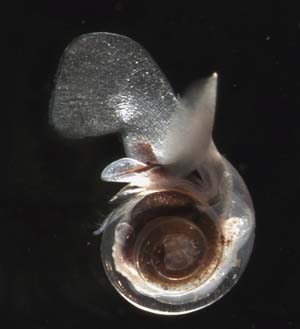 NOAA image of a swimming pteropod, Limacina helicina. These free-swimming planktonic molluscs form a calcium carbonate shell made of aragonite.