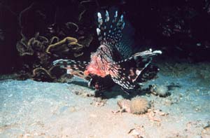 NOAA image of lionfish in the Gulf of Aqaba in the Red Sea off the coast of Jordan.