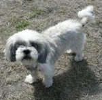 shih tzu dog