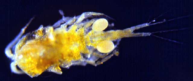 copepod.jpg