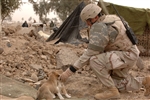 Baghdad Pups - Click for high resolution Photo