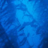 underwater scene showing kelp