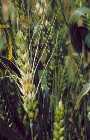 Picture of wheat head infected with Fusarium scab