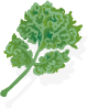 Illustration of parsley