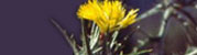 thistle banner image