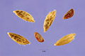 View a larger version of this image and Profile page for Leersia oryzoides (L.) Sw.
