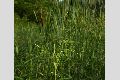 View a larger version of this image and Profile page for Leersia oryzoides (L.) Sw.