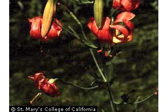 Photo of Lilium pardalinum Kellogg