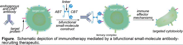 Figure: Schematic depiction of immunotherapy mediated by a bifunctional small-molecule antibody-recruiting therapeutic.