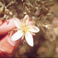 African rue flower