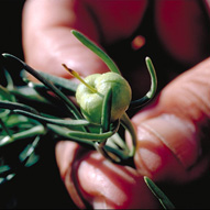 African rue fruit