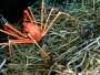 photo of spider crab