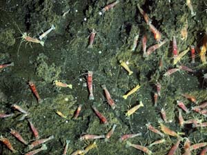 NOAA image of a close-up of shrimp living near seafloor hot-springs at NW Rota-1 volcano. The yellowish coating on some of the shrimp is apparently from iron or sulfur that accumulates on their carapace. The pinker shrimp probably have molted more recently.