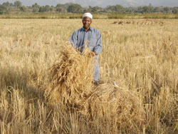 Working the field in Guinea