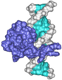 DNA with ribosome surface rendering