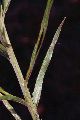 View a larger version of this image and Profile page for Pityopsis graminifolia (Michx.) Nutt.