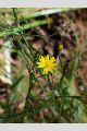 View a larger version of this image and Profile page for Pityopsis graminifolia (Michx.) Nutt.