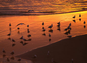 birds in sand