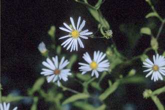 Photo of Symphyotrichum novi-belgii (L.) G.L. Nesom var. novi-belgii