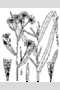 View a larger version of this image and Profile page for Symphyotrichum novi-belgii (L.) G.L. Nesom var. novi-belgii