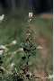 View a larger version of this image and Profile page for Clethra alnifolia L.