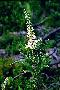 View a larger version of this image and Profile page for Clethra alnifolia L.