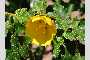 View a larger version of this image and Profile page for Fremontodendron californicum (Torr.) Coville