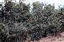 View a larger version of this image and Profile page for Ligustrum sinense Lour.