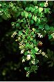 View a larger version of this image and Profile page for Ligustrum sinense Lour.