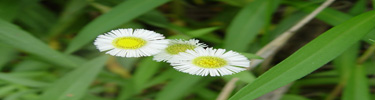 Daisy Fleabane