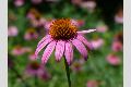 View a larger version of this image and Profile page for Echinacea purpurea (L.) Moench