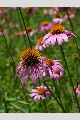 View a larger version of this image and Profile page for Echinacea purpurea (L.) Moench