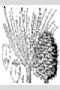 View a larger version of this image and Profile page for Pinus ponderosa C. Lawson