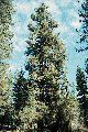 View a larger version of this image and Profile page for Pinus ponderosa C. Lawson