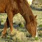 Wild Horse, New Mexico