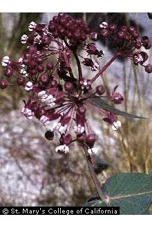 Photo of Asclepias cordifolia (Benth.) Jeps.