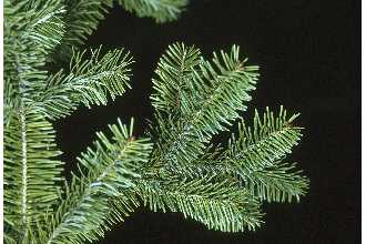 Photo of Abies balsamea (L.) Mill.