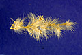 View a larger version of this image and Profile page for Bothriochloa barbinodis (Lag.) Herter