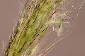 View a larger version of this image and Profile page for Bothriochloa barbinodis (Lag.) Herter